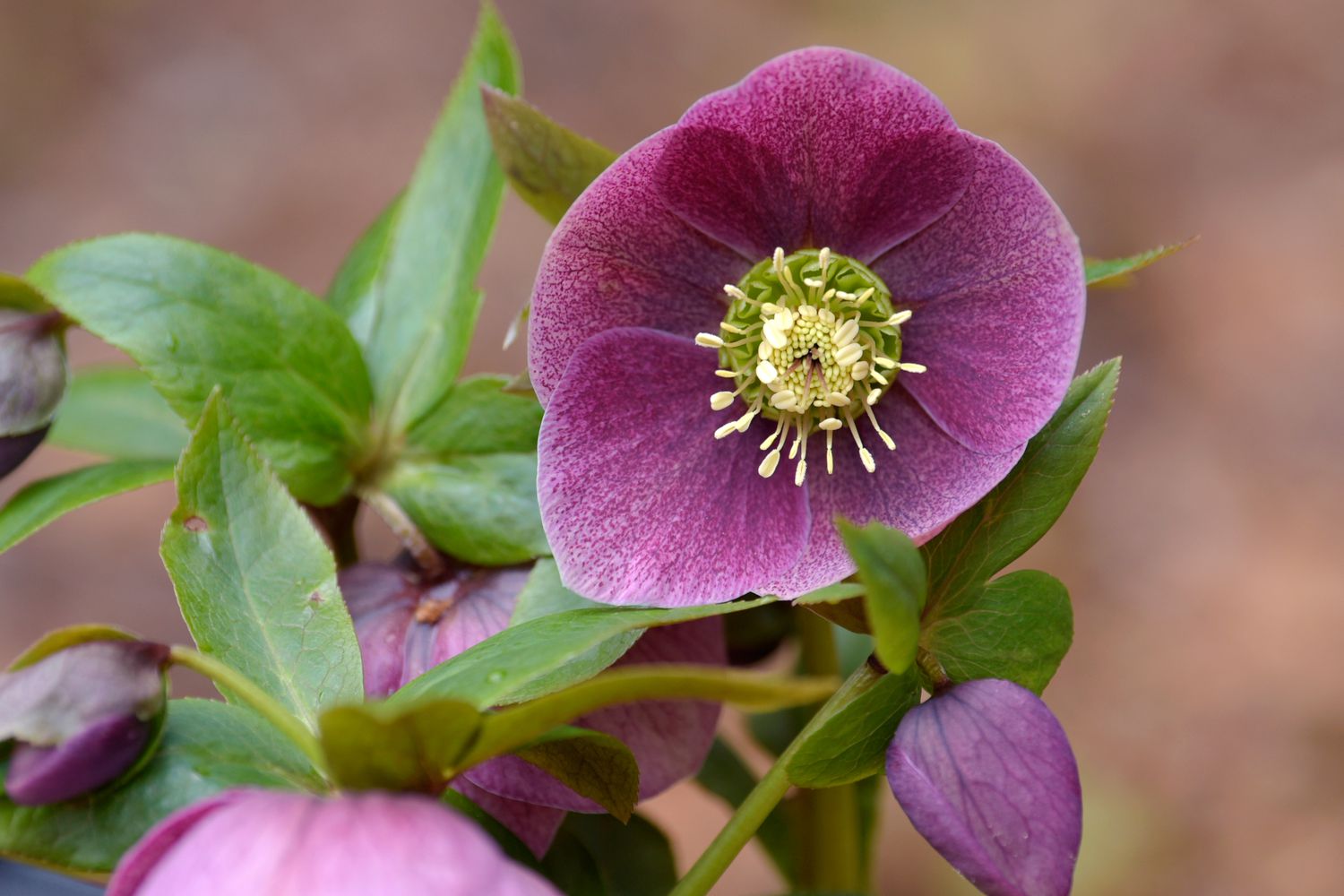 Nieswurz-Pflanze mit abgerundeten violetten Blütenblättern um strahlende Staubgefäße in der Mitte