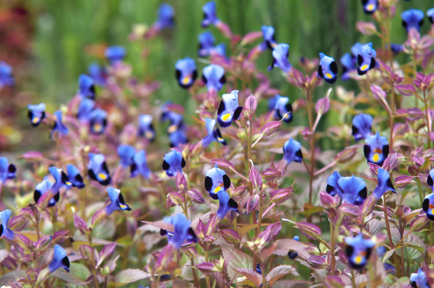 Torenia-Pflanze mit kleinen blau-violetten und schwarzen Blüten auf dünnen Stängeln mit rosa Blättern