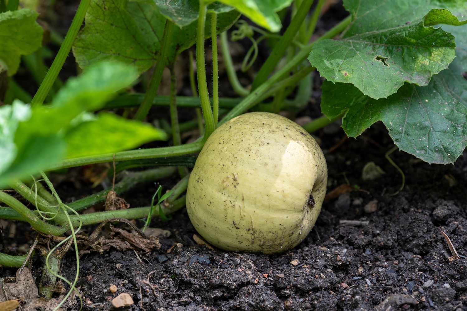 Calabaza de invierno de color verde claro descansando en el suelo bajo enredaderas y grandes hojas