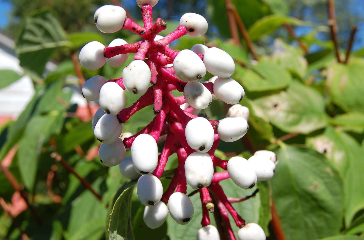 Weiße Baneberry mit ihren rosa-roten Stängeln.