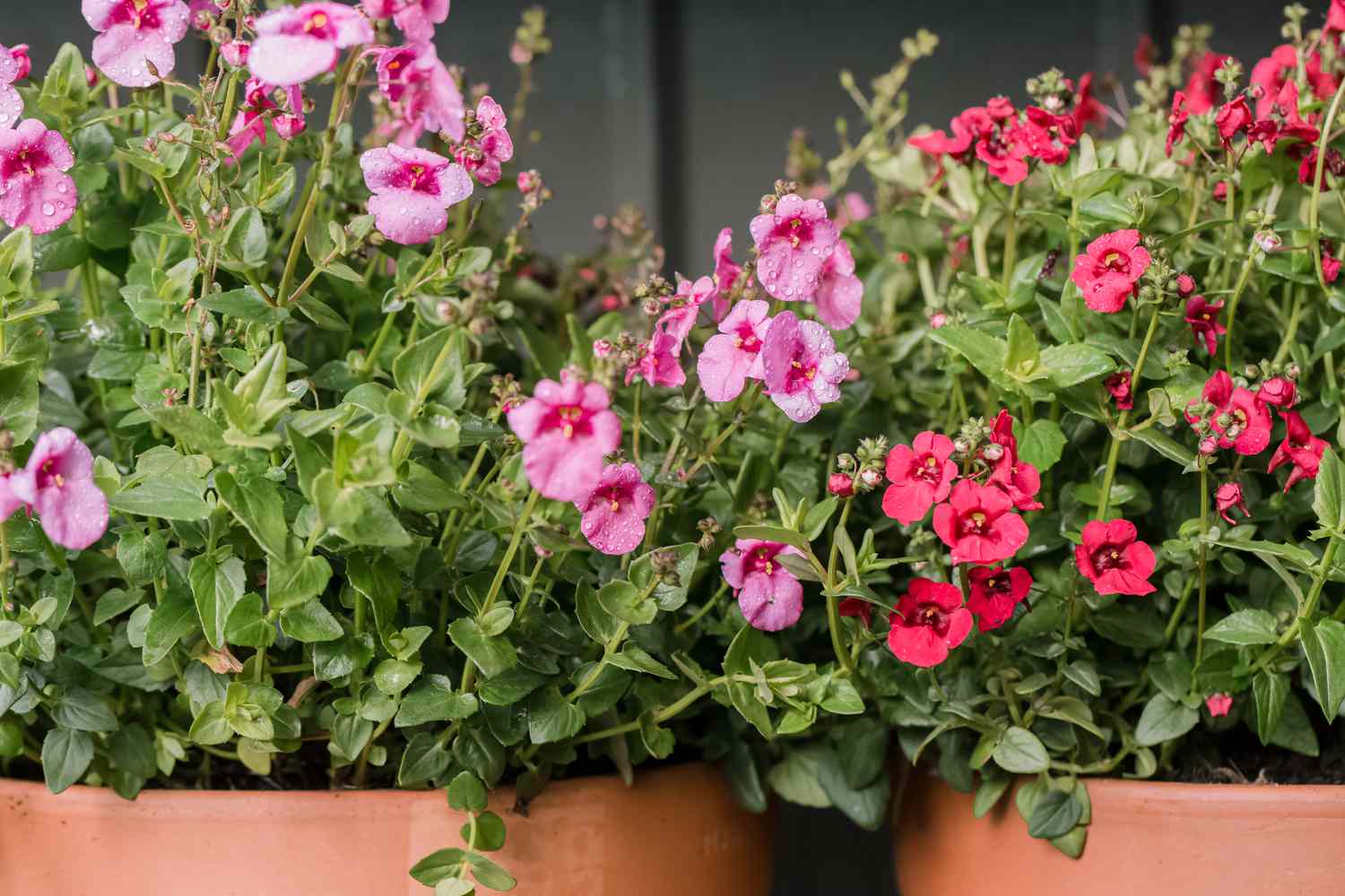 diascia flowers growing in containers