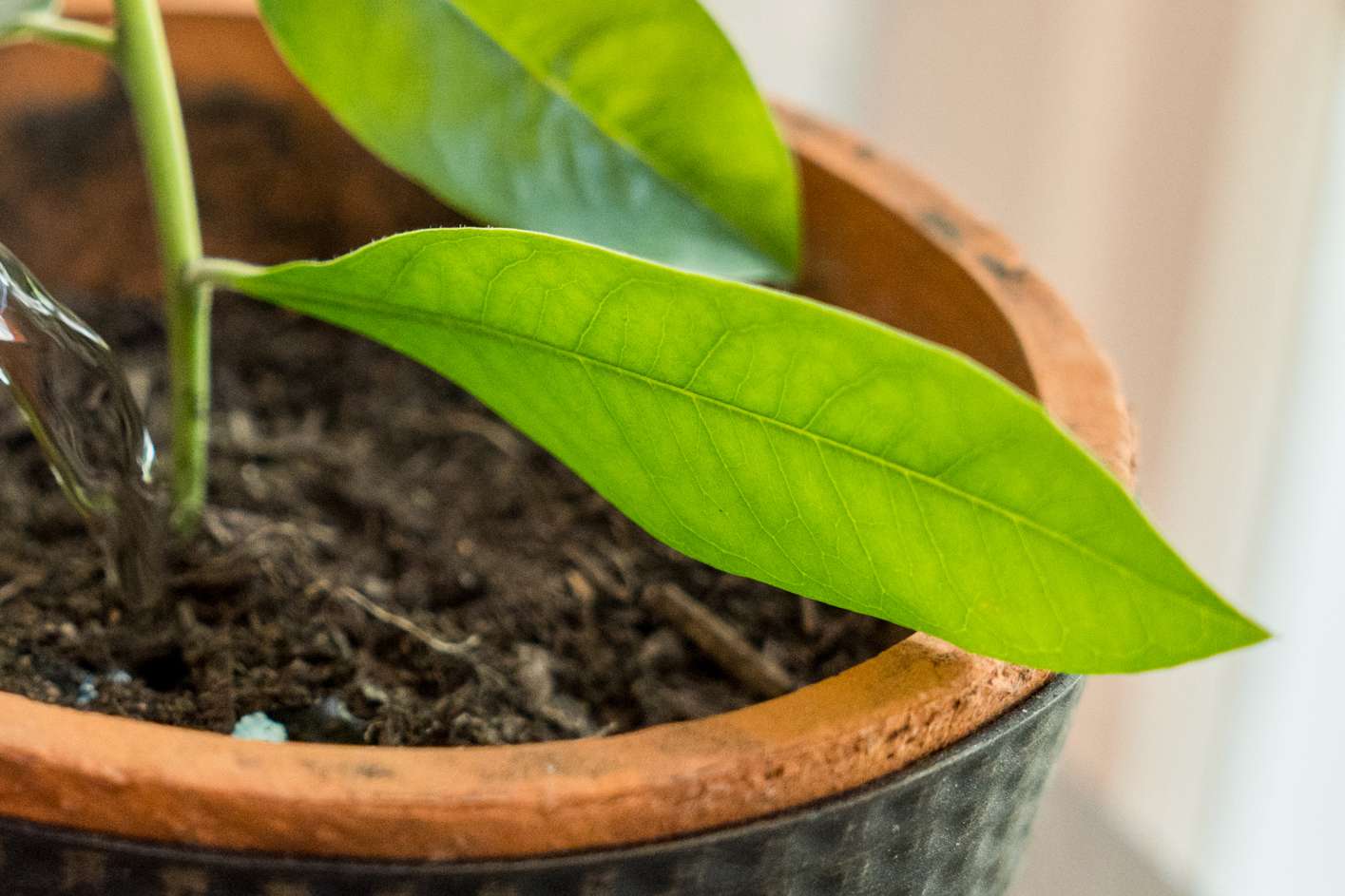 Hoja de yerba mate en la parte inferior del tallo en una maceta naranja y negra