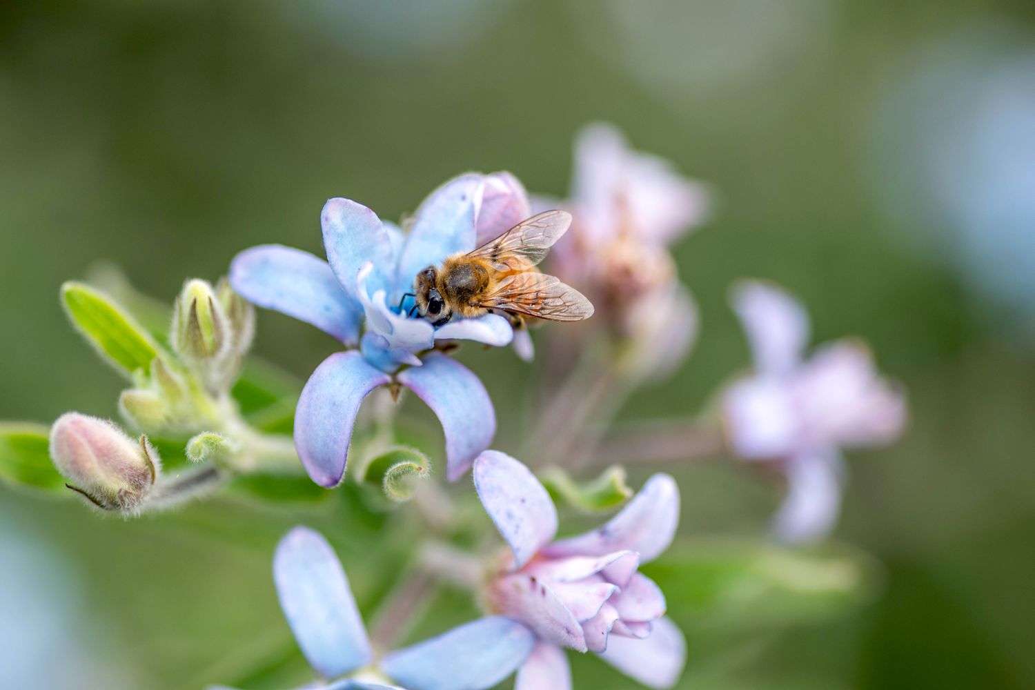 Tweedia flores y capullos azul claro y morado con abeja encima