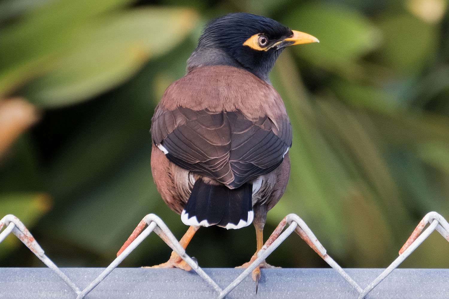 Common Myna