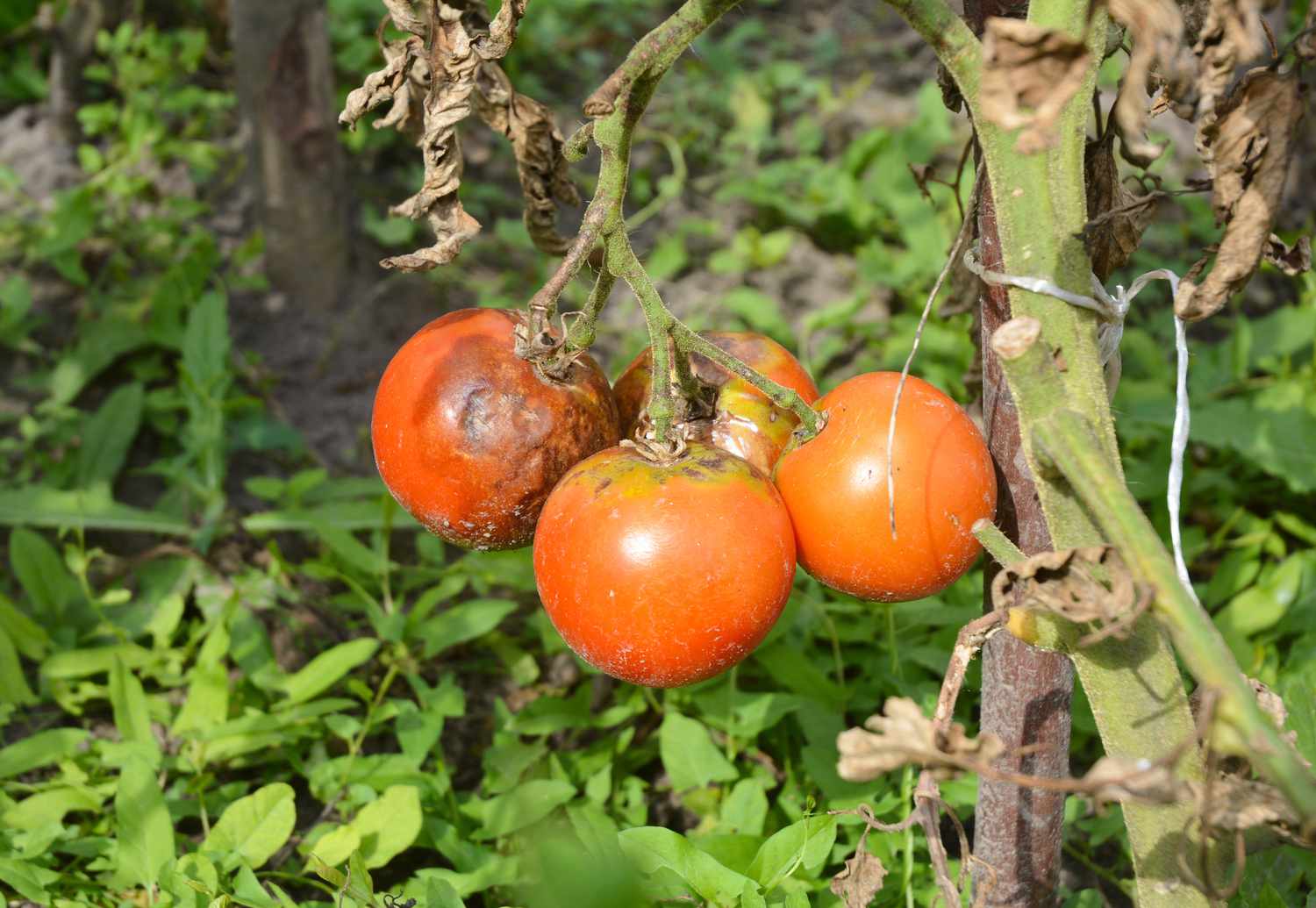 Krautfäule der Tomate