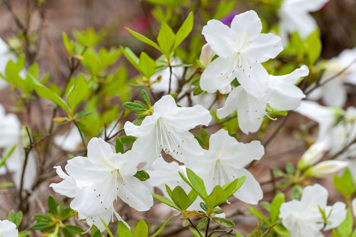 Azalea indica