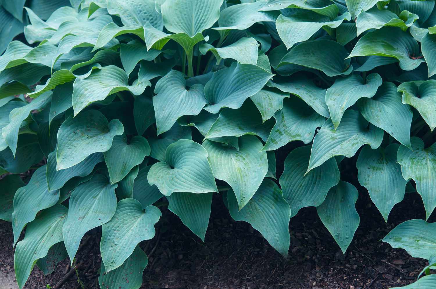 Halcyon hosta plant with blue-green leaves closeup