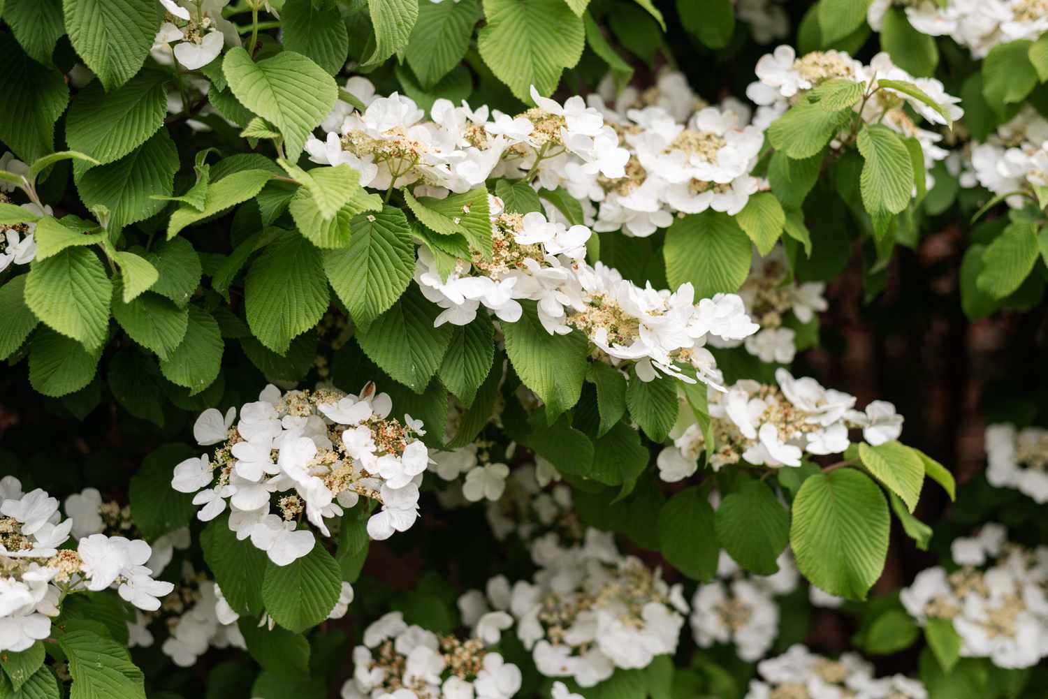 Arbusto de hortênsia trepadeira com trepadeiras extensas com cachos de flores brancas
