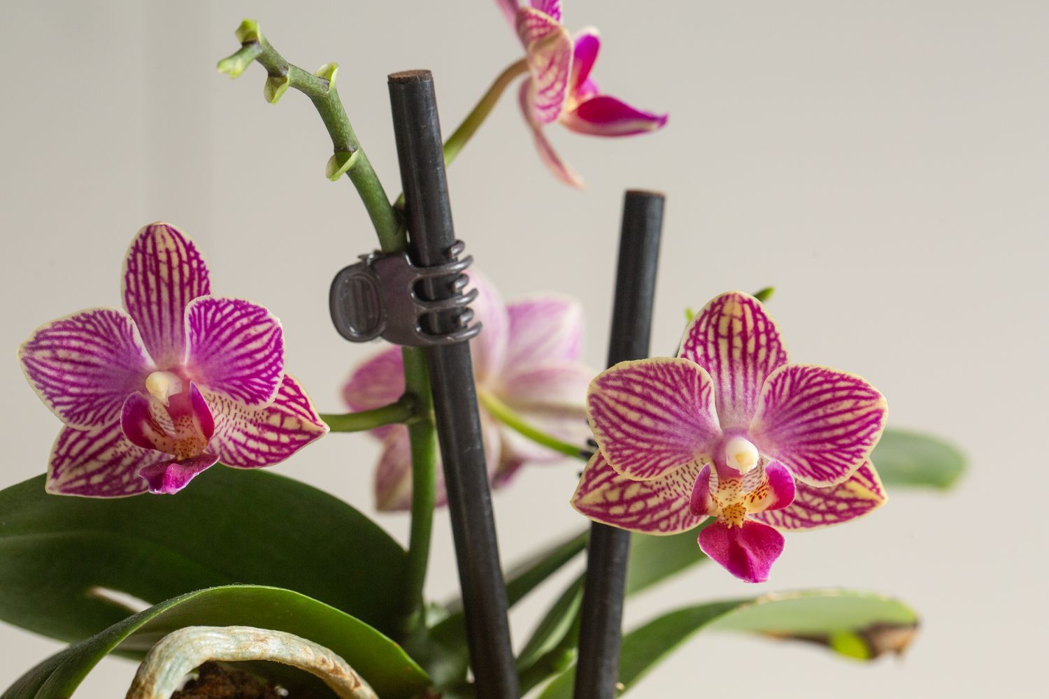 Pequeñas flores de orquídea rosa recortadas en palos de soporte