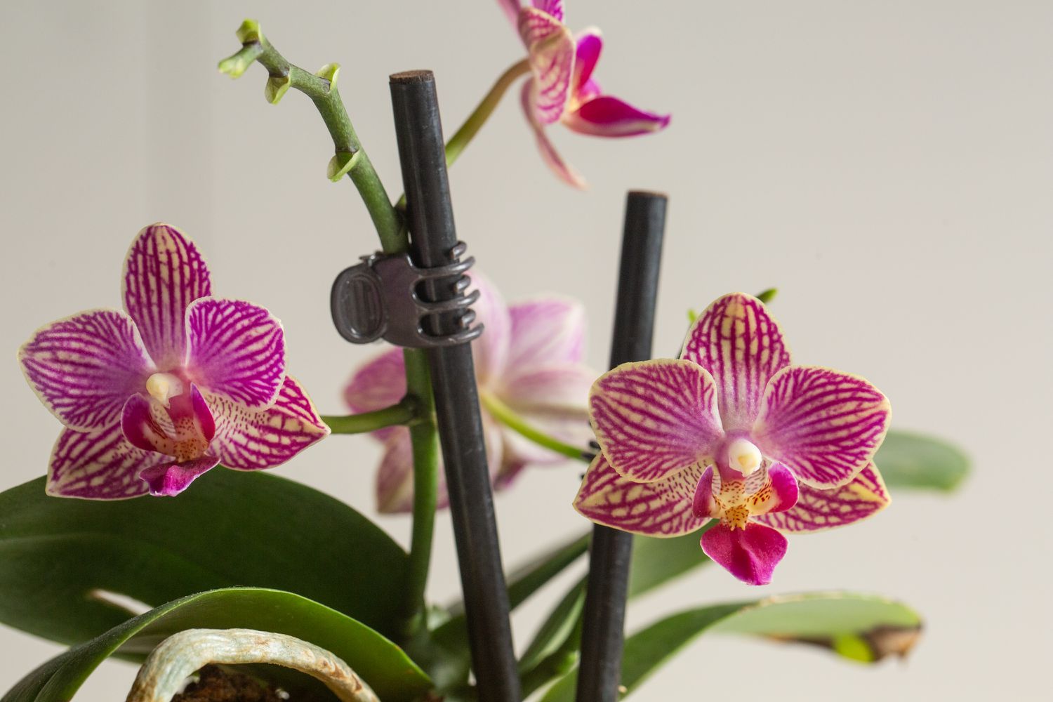 Pequenas flores de orquídea rosa presas a hastes de suporte