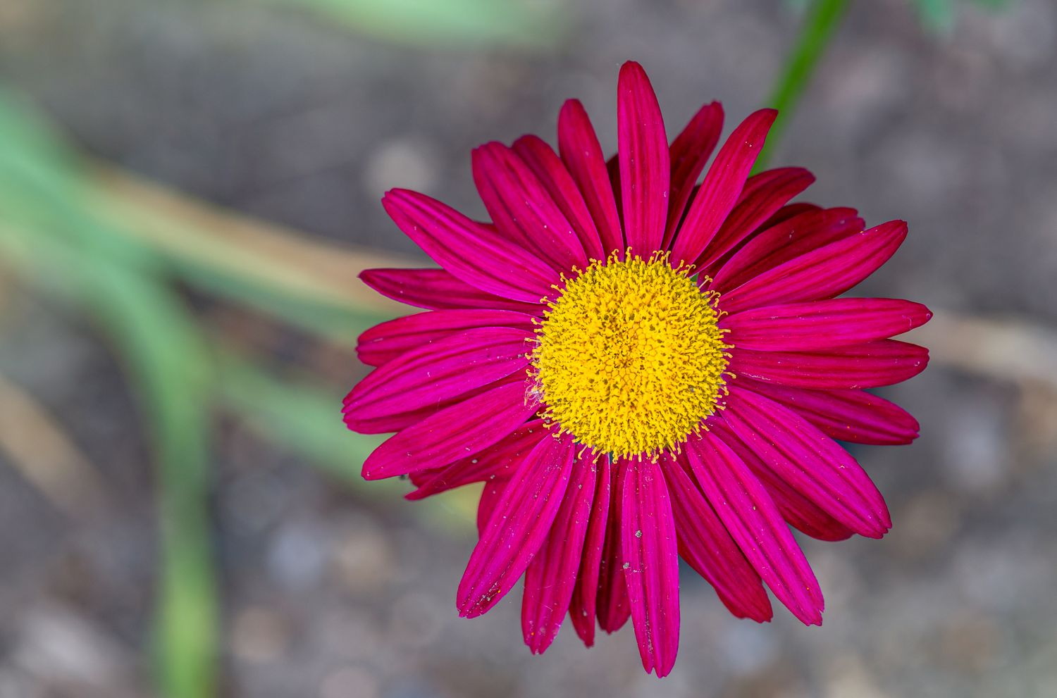 Gemaltes Gänseblümchen mit fuchsiafarbenen Blütenblättern, die eine gelbe Mitte umgeben, Nahaufnahme 