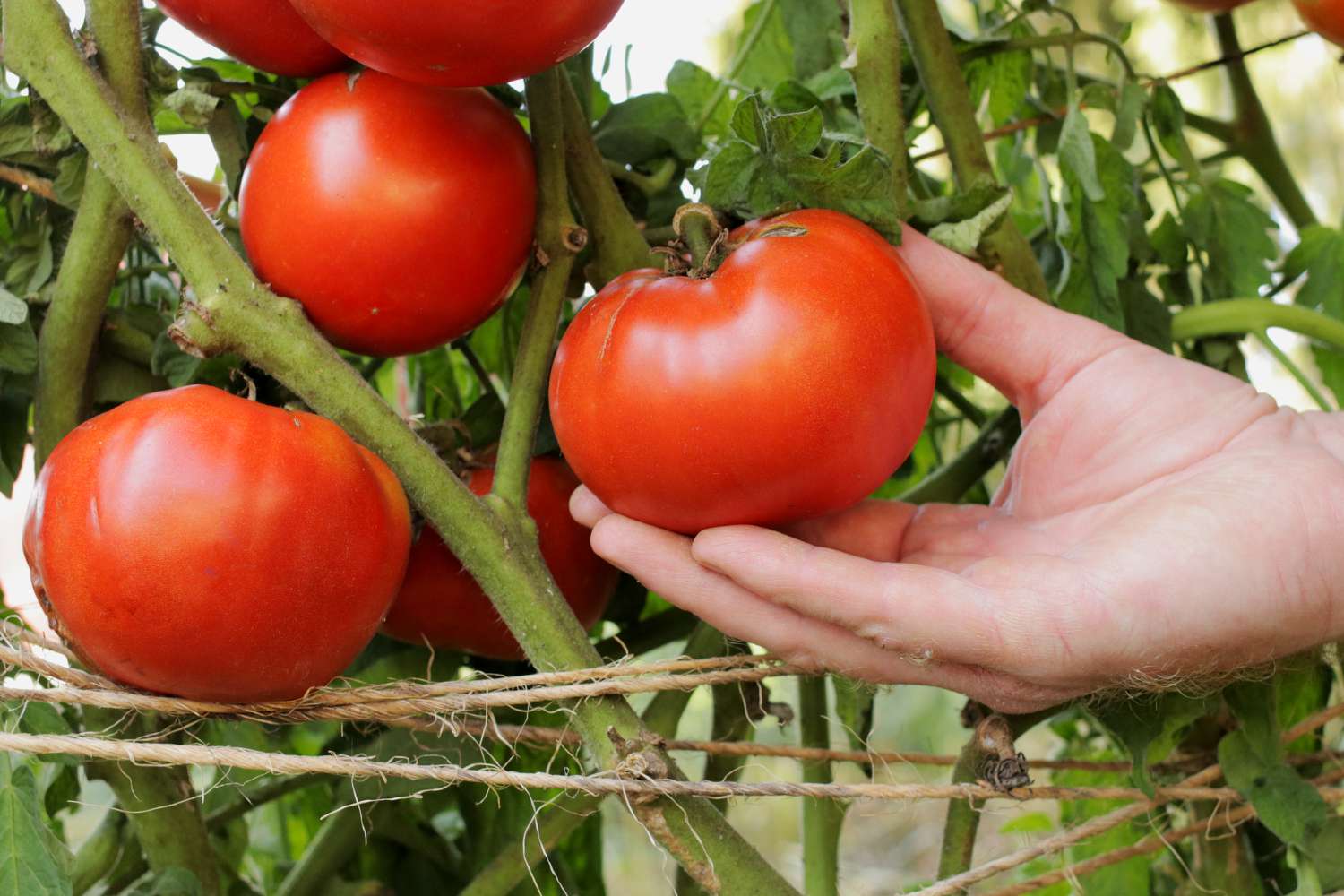 Tomates Beefsteak: Guia de cuidados e cultivo