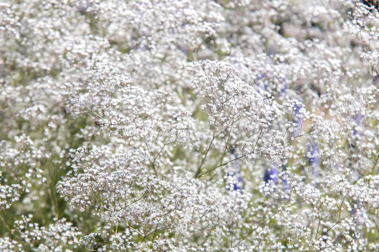 Schleierkrautpflanzen mit hohen Stängeln und weißen Blüten