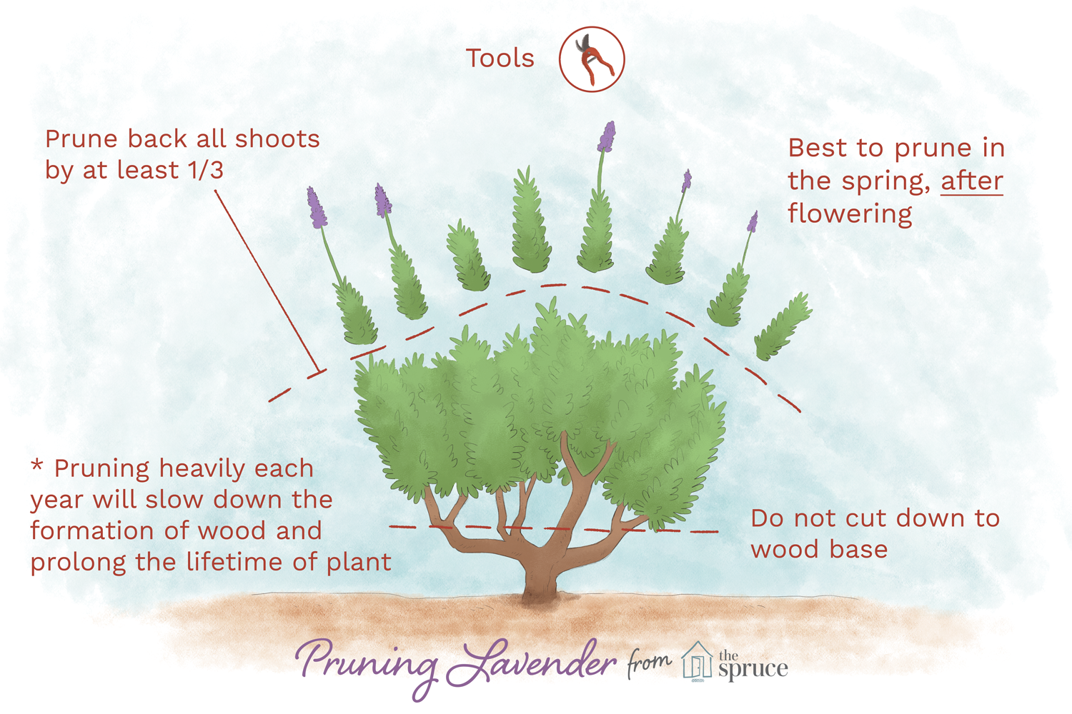 Illustration, die zeigt, wie man Lavendelpflanzen beschneidet