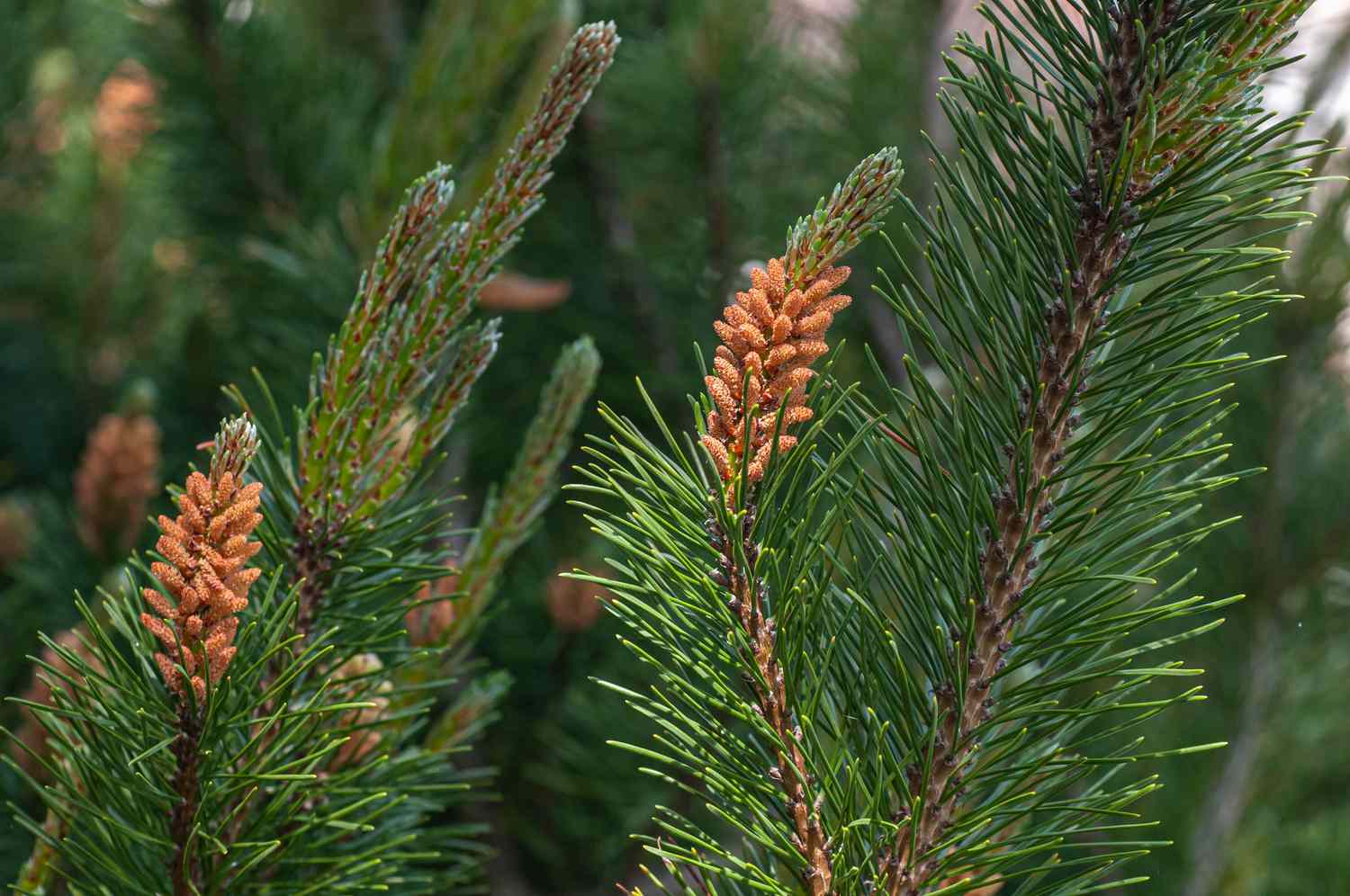 Detalhes do pinheiro silvestre