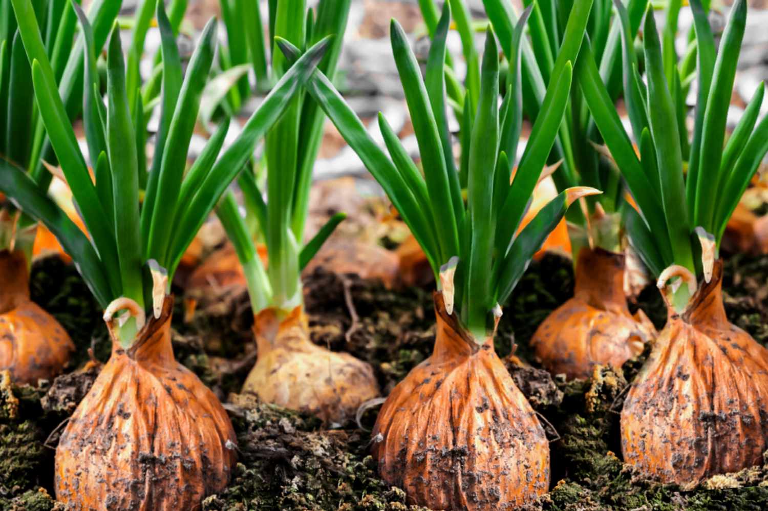 Como cultivar e cuidar de cebolas