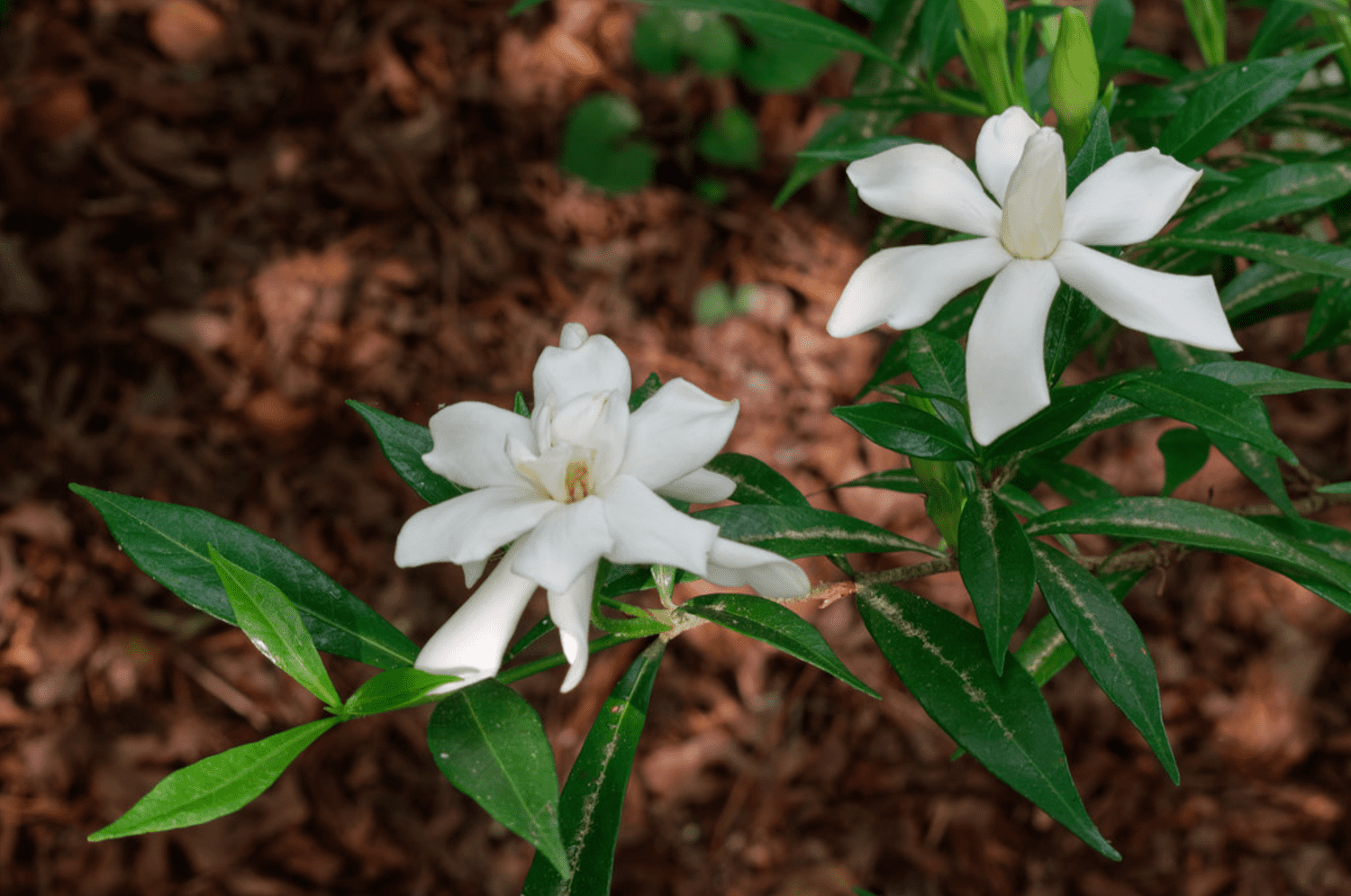 Gardenia jasminoides 'Frostproof'