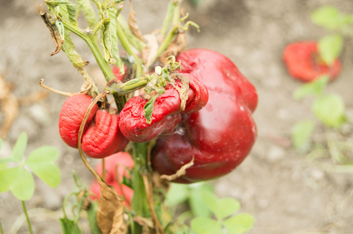 Rote Paprika verschrumpelt während der Trockenheit