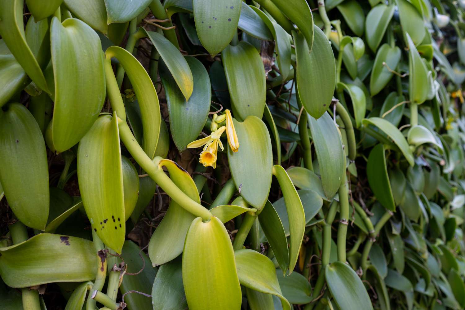 Vanille-Bohnen-Orchidee mit langen röhrenförmigen Blüten, die an großen Blättern hängen