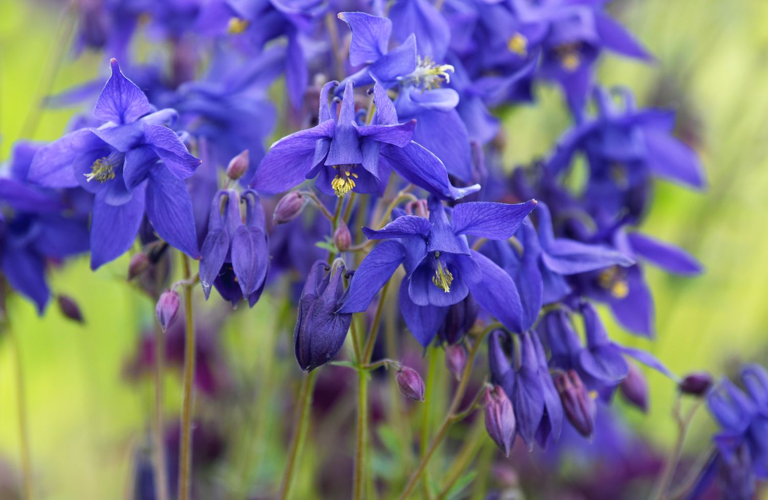 Columbine flowers with deep purple petals and spurs clustered on thin stems