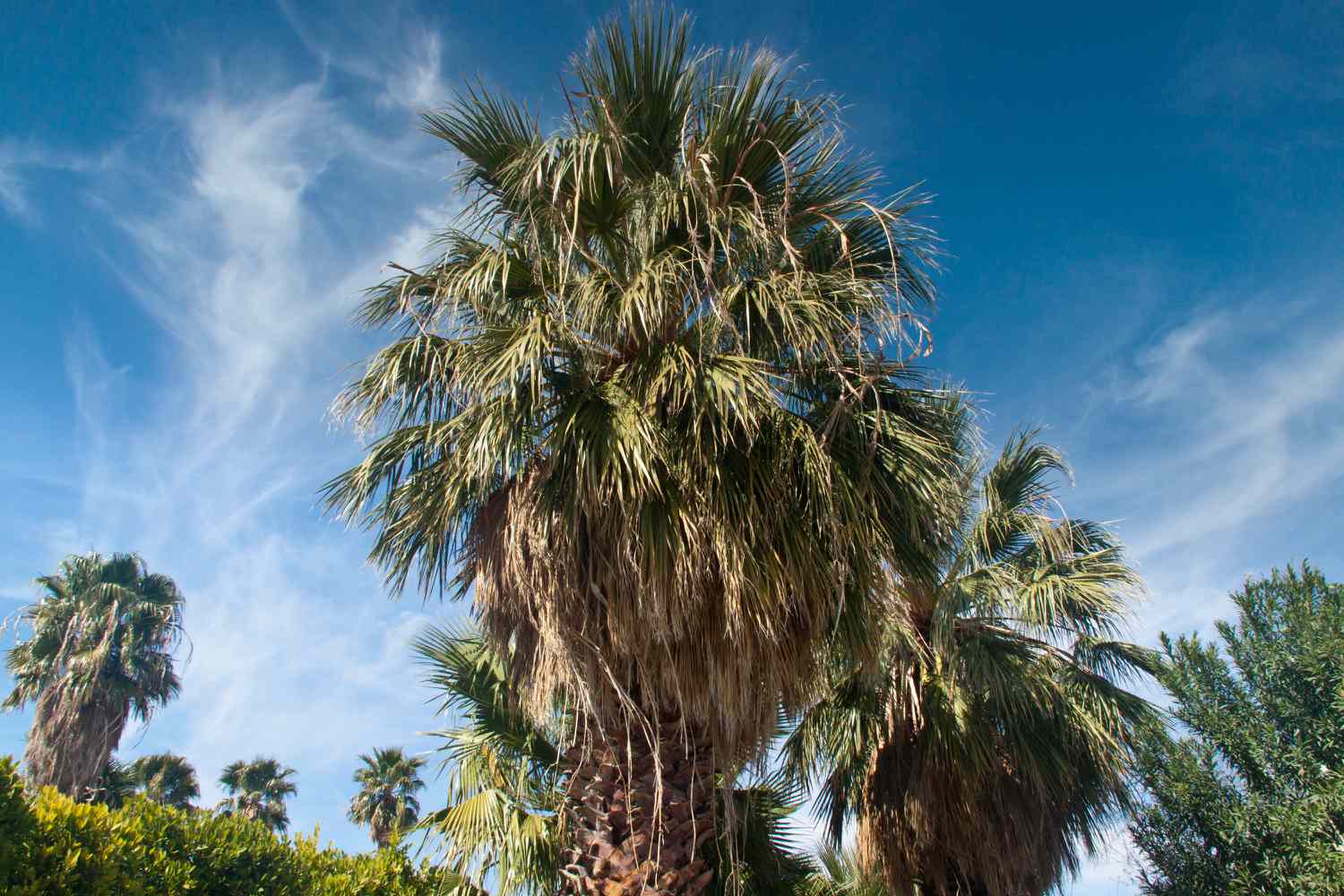 Kalifornische Fächerpalme mit großen fächerförmigen Wedeln vor blauem Himmel