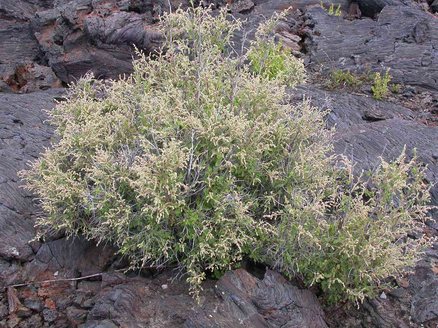 Arbusto de rocío de montaña en terreno rocoso