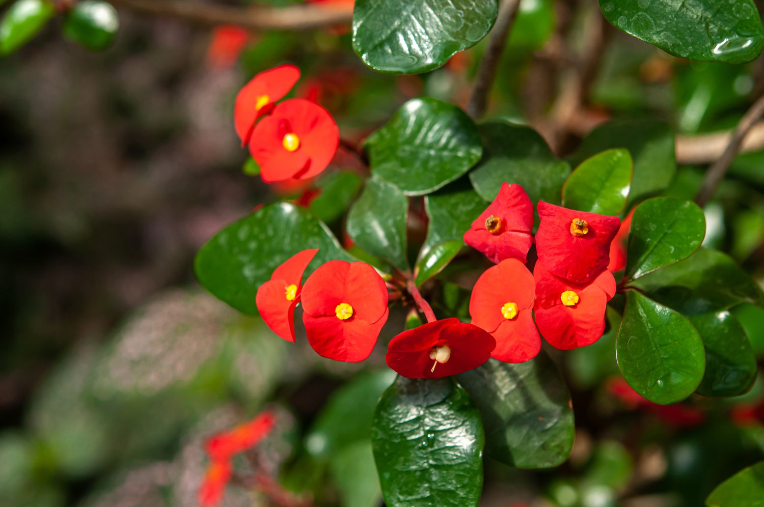 Dornenkronenzweig mit roten Blüten und Blättern in Nahaufnahme