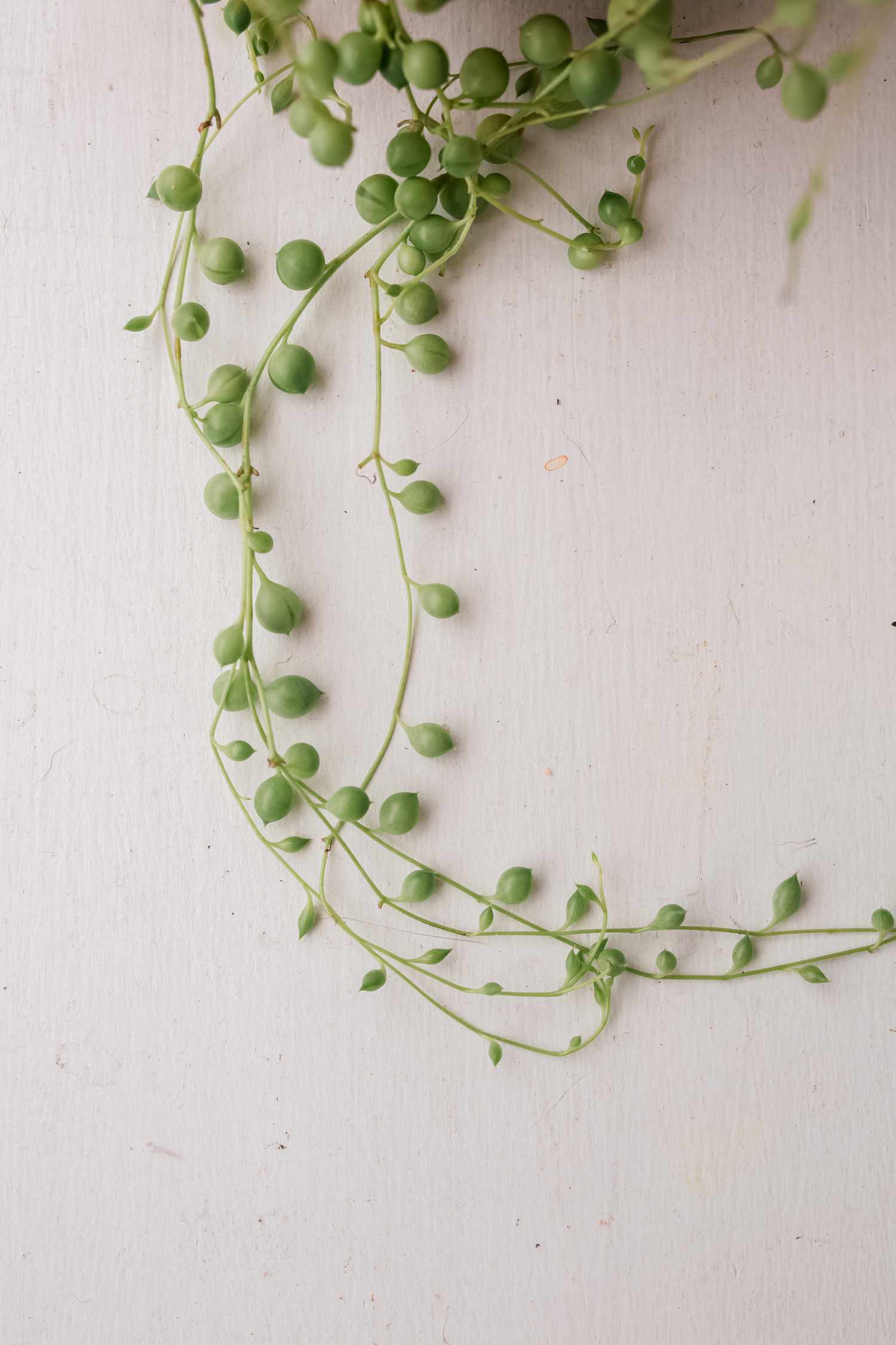 closeup of string of pearls