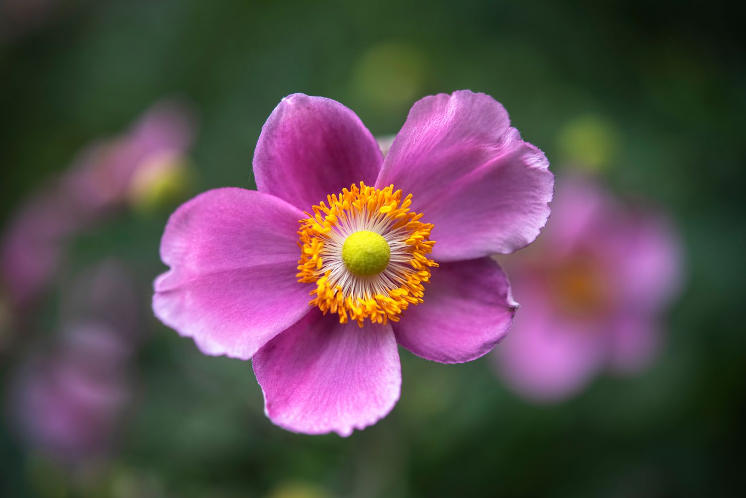 14 belos tipos de flores de anêmona