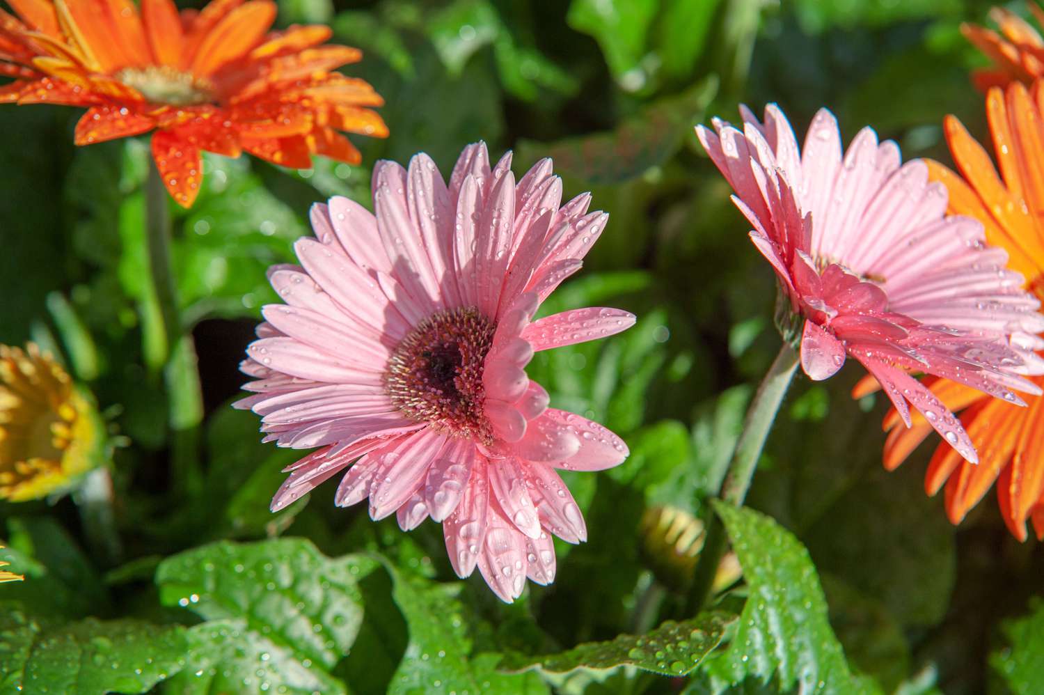 Gerbera-Gänseblümchen mit rosa leuchtenden Blütenblättern, bedeckt mit Wassertropfen und Sonnenlicht