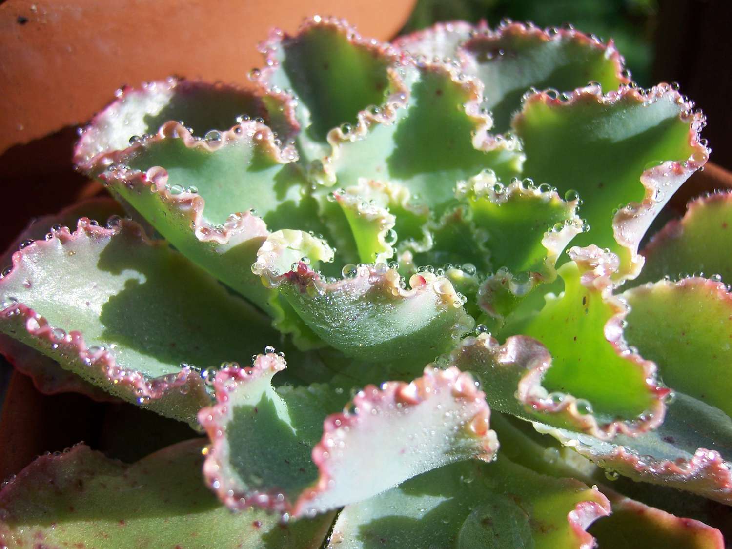 Echeveria 'Blue Curls' in einem Topf