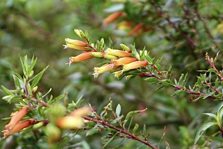 Ramas de la planta del puro con flores tubulares amarillas y naranjas primer plano