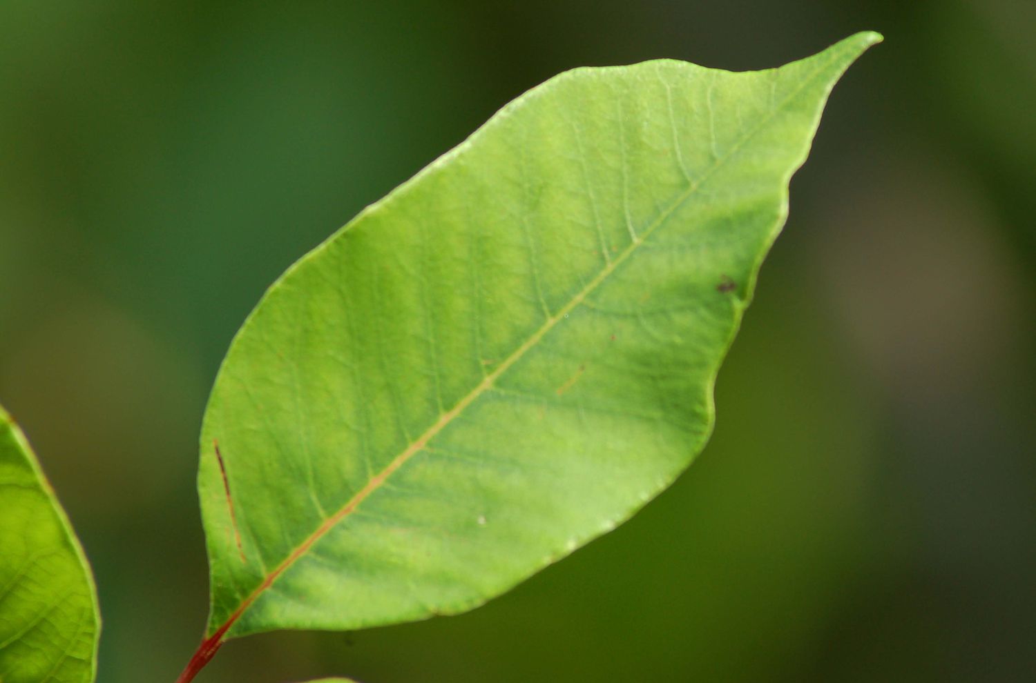 Close-up of leaflet of poison sumac.