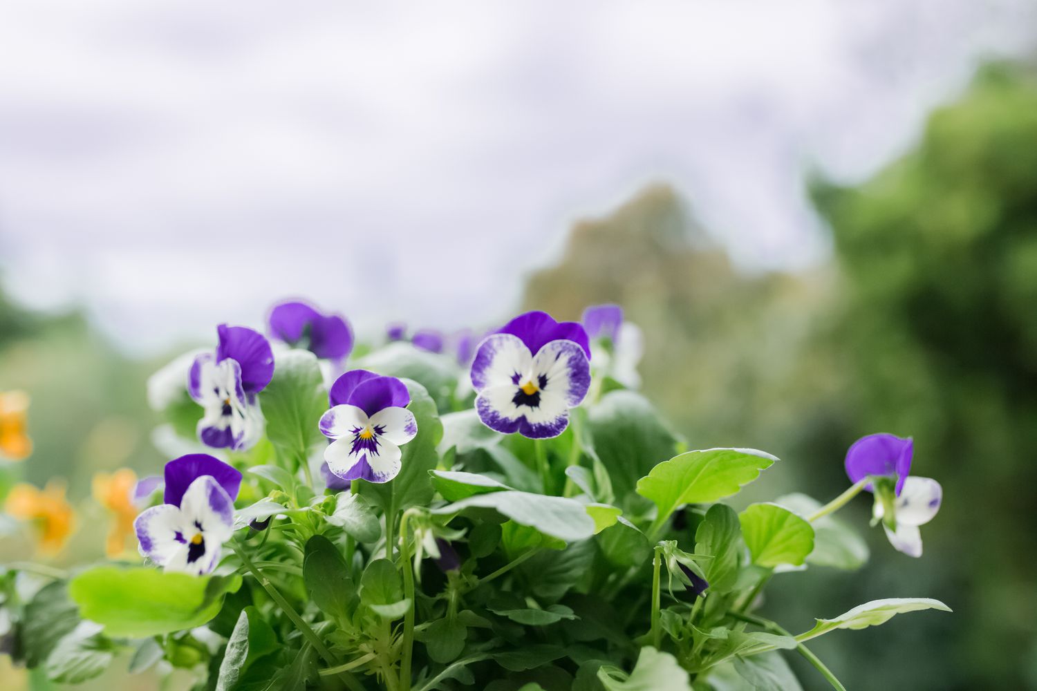 Nahaufnahme von violetten Violen