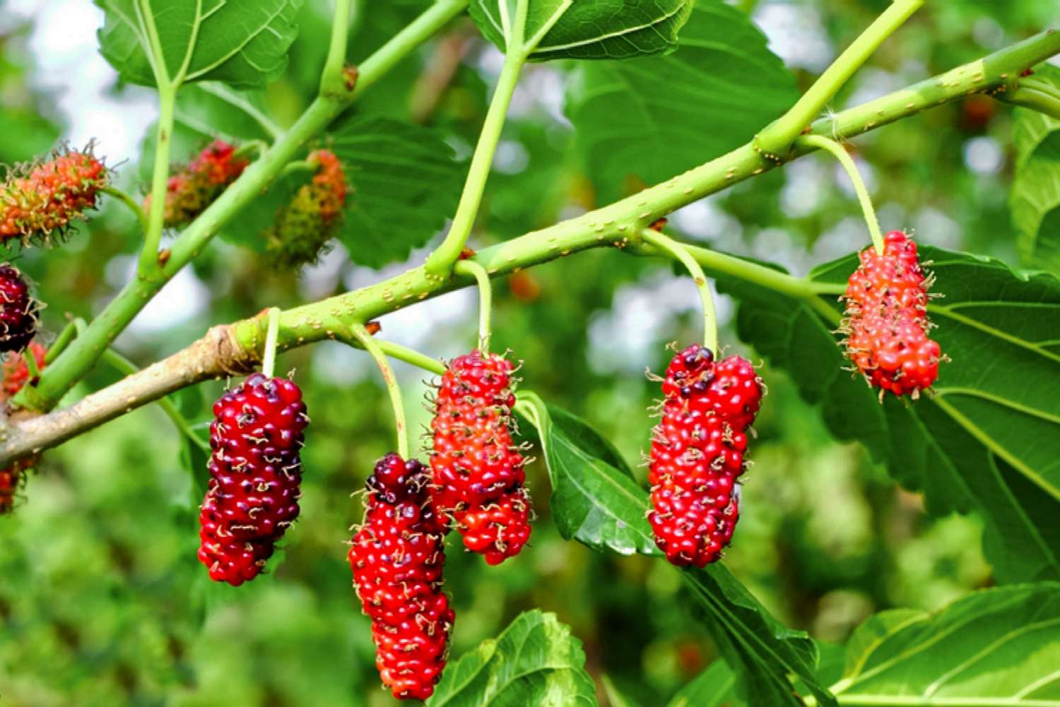 Cómo cultivar y cuidar la morera roja