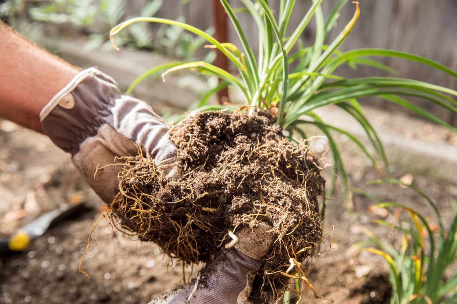 Raízes de plantas de hemerocallis cobertas de terra e sendo divididas com as mãos