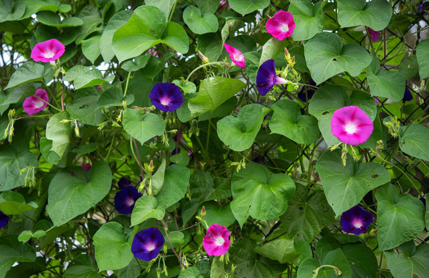 Prunkwinde mit violetten und rosa Blüten in Ranken