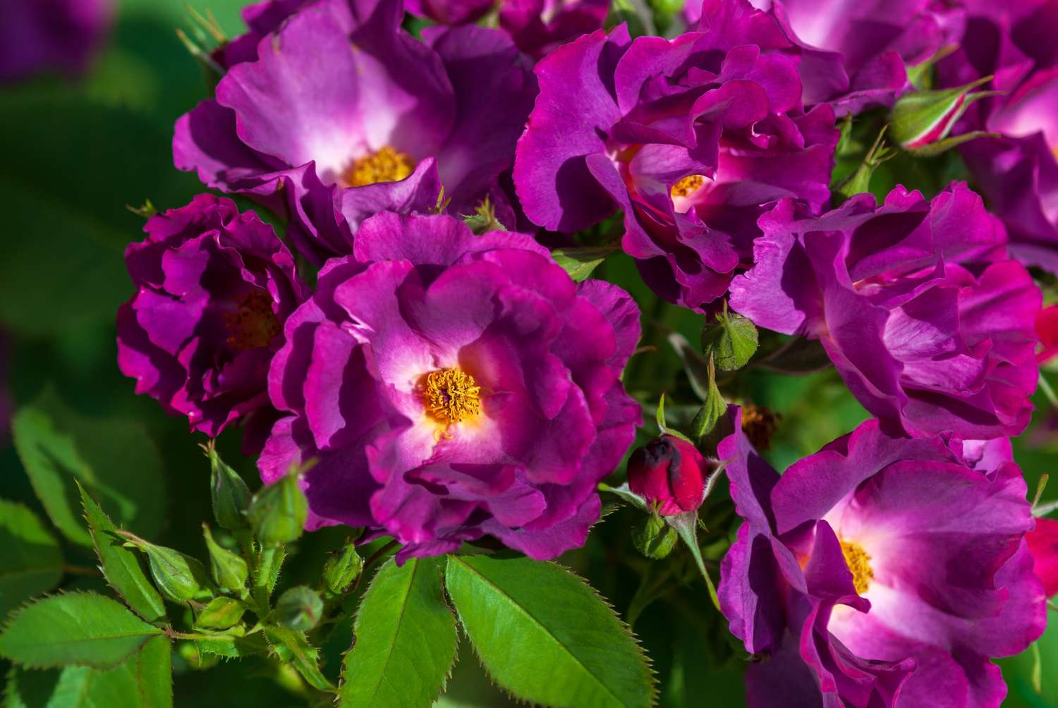 Rhapsody in blue rose plant with vivid purple and ruffled flowers in sunlight closeup