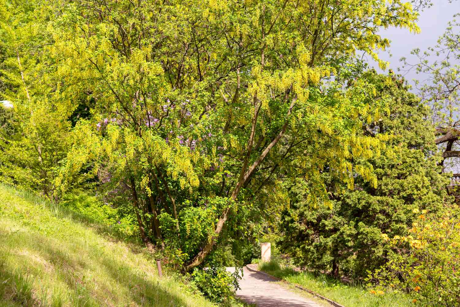 Galhos de árvores com correntes douradas cheias de folhas e longos cachos de flores amarelas