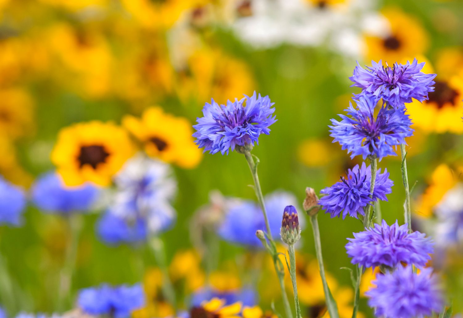 Centáurea com pétalas e botões roxos na frente de flores amarelas