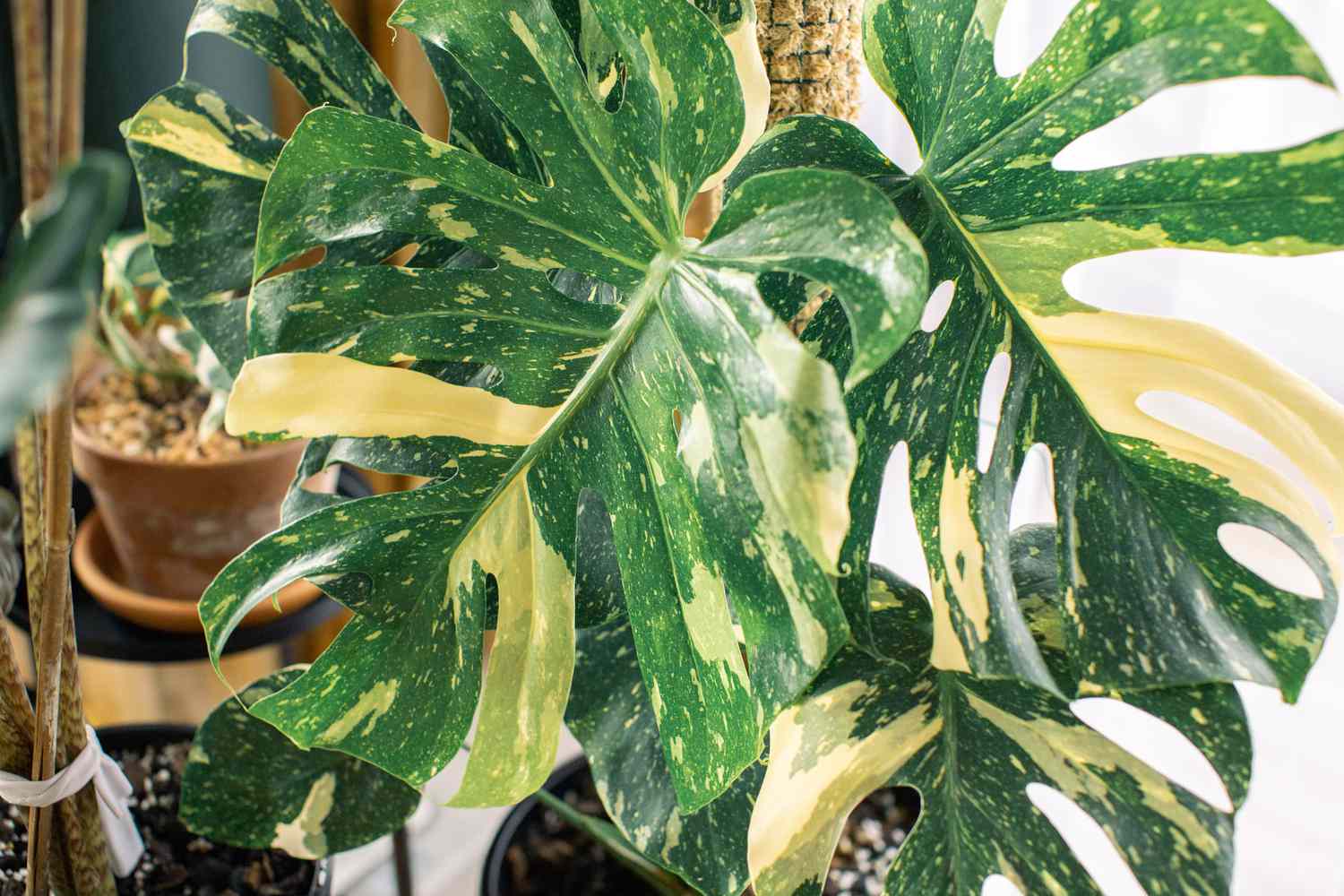 Monstera deliciosa Variegata Pflanze mit weißen und grünen Flecken auf Blättern in Nahaufnahme