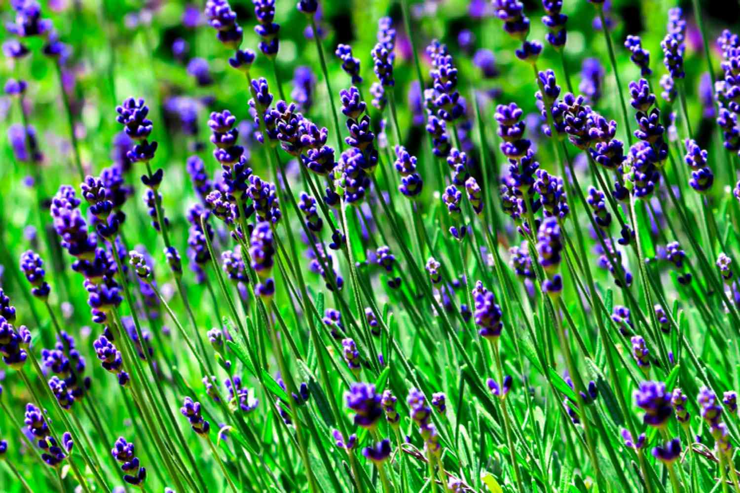 Lavendel