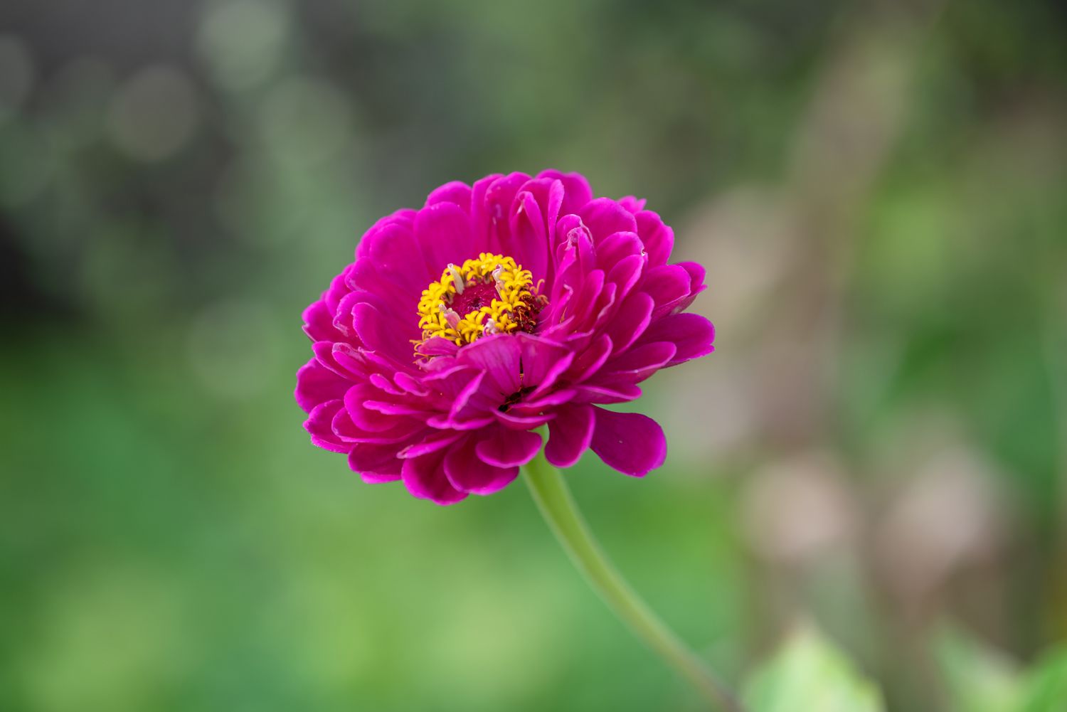 Zinnienblüte mit fuchsiafarbenen Blütenblättern, die die gelbe Mitte umgeben, in Nahaufnahme