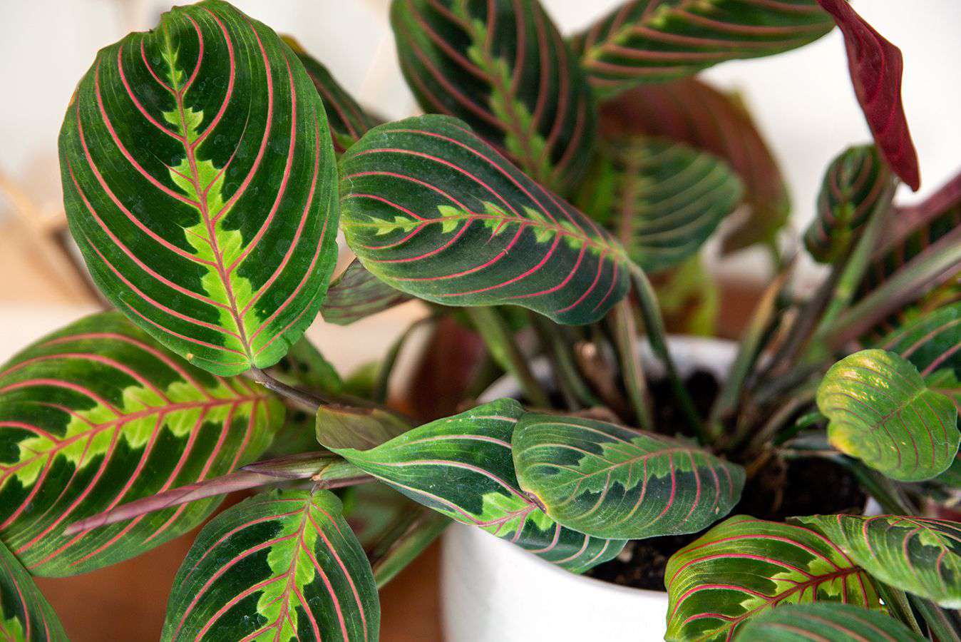 Prayer plant with deep green oval leaves with yellow splotches and pink stripes closeup