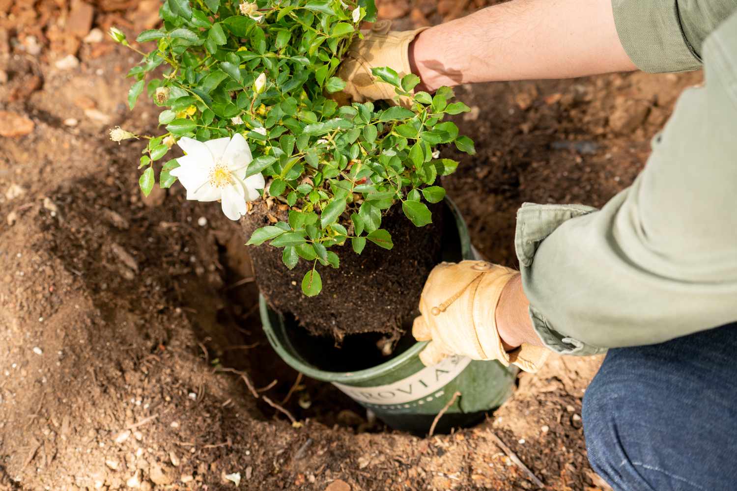 Einsetzen der Rosenpflanze in das Loch