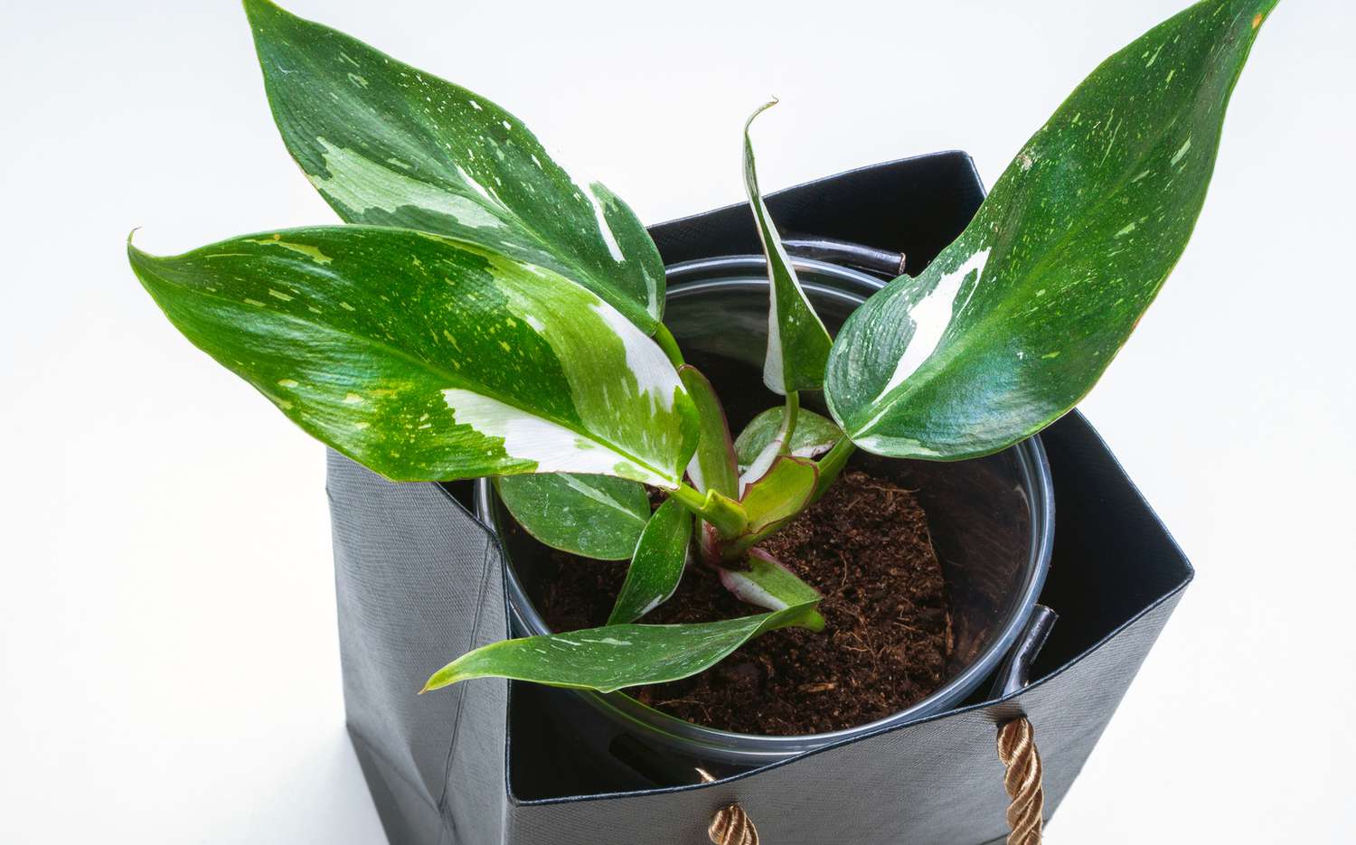 An overhead shot of a philodendron white knight with pointed leaves and white variegation sitting in a black gift bag.
