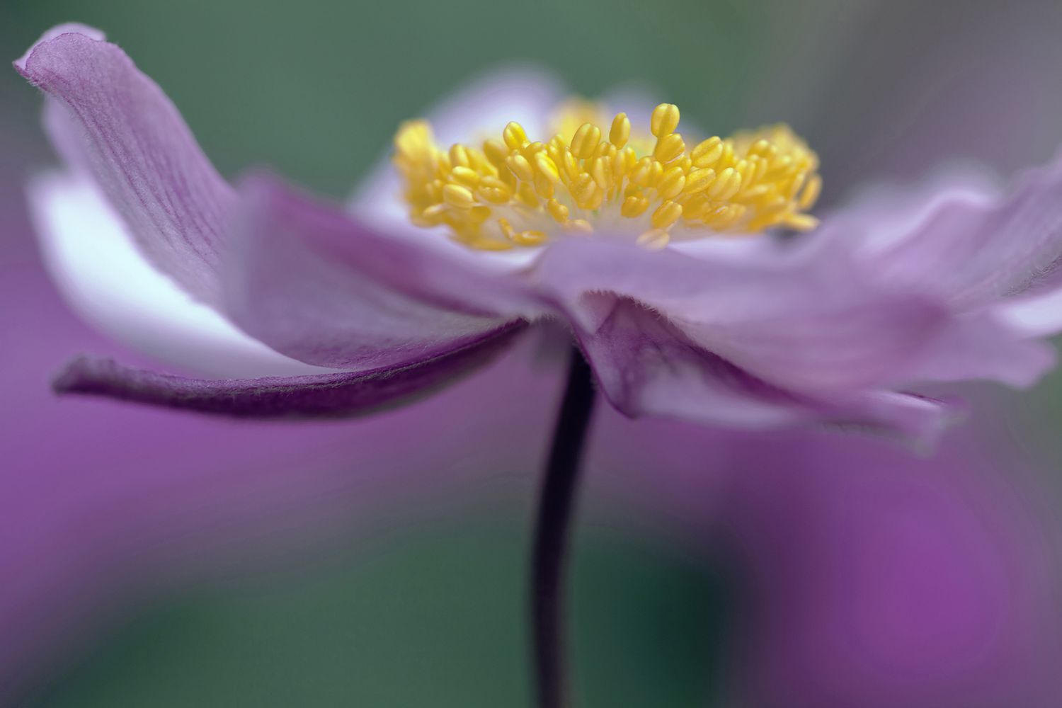 'Serenade' Anemone mit lila Blütenblättern
