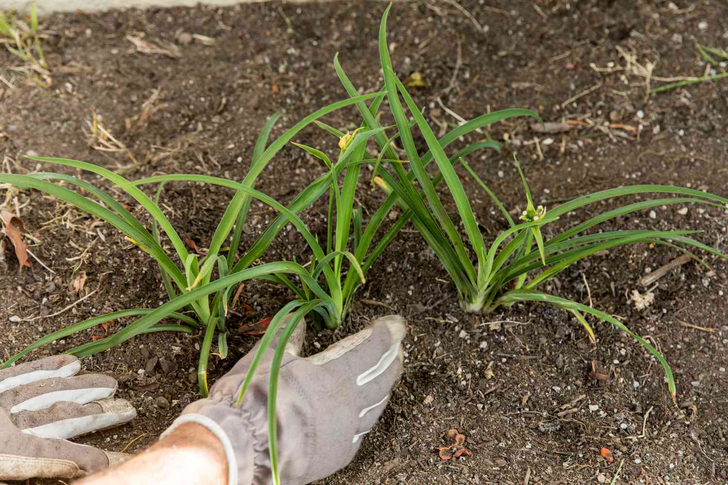 Tres plantas de lirio de día colocadas en el suelo con guantes de jardinería