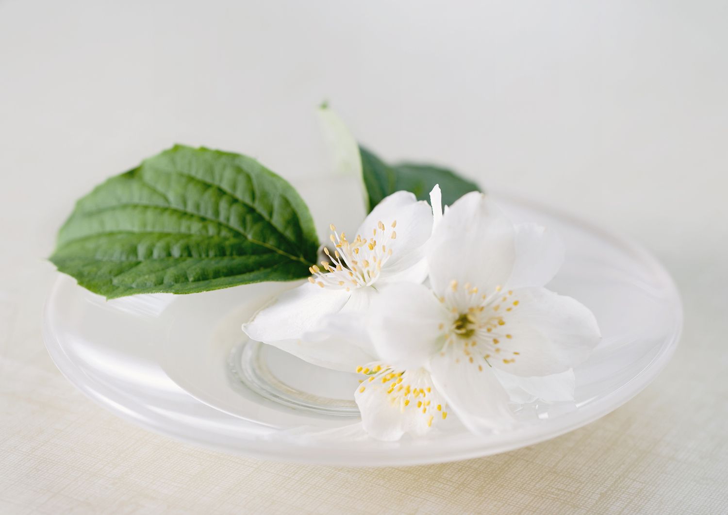 Weiße kleinblättrige Scheinorangenblüte auf weißem Teller
