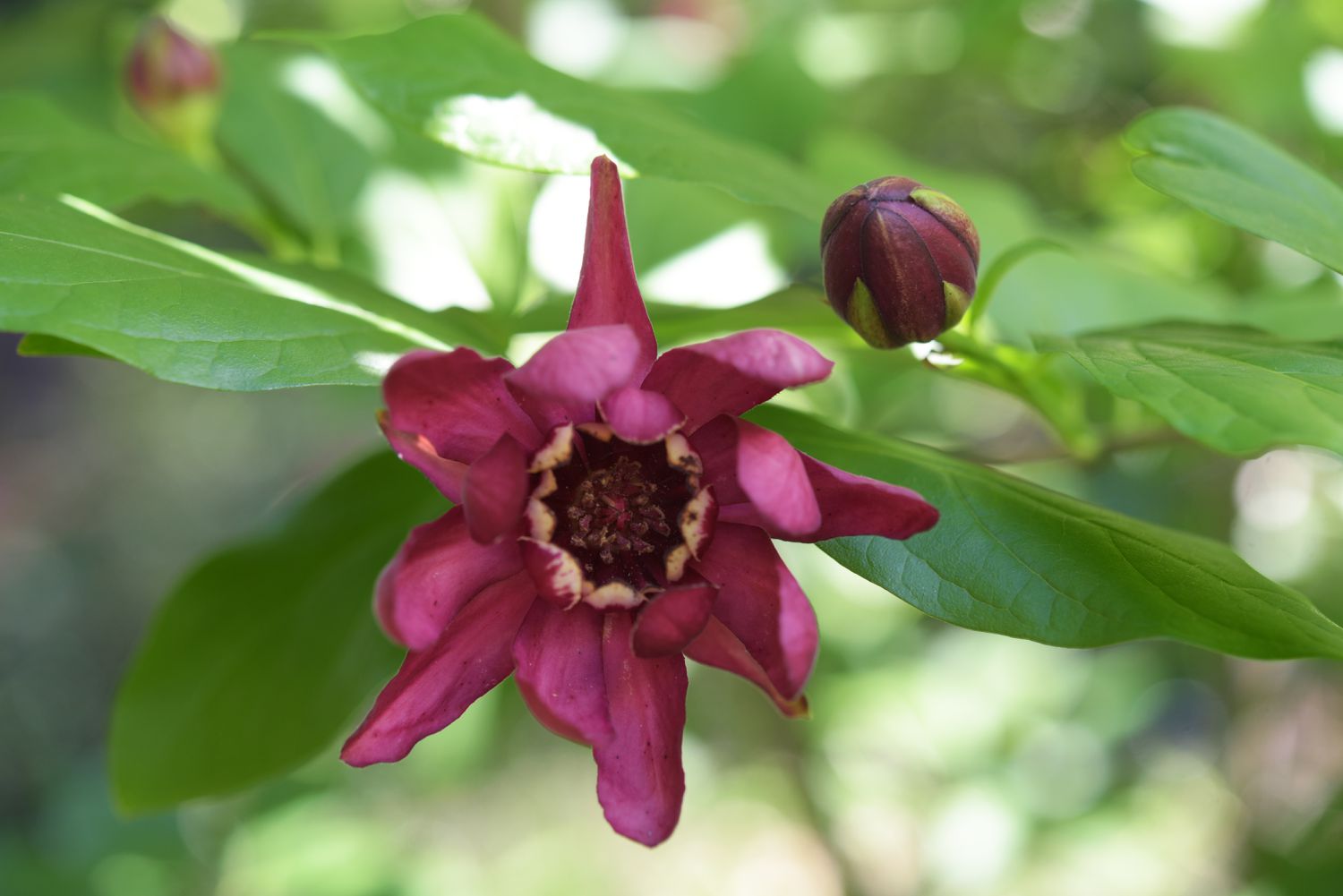 Carolina Allspice 'Aphrodite' Strauch mit karminroter Blüte und Knospe